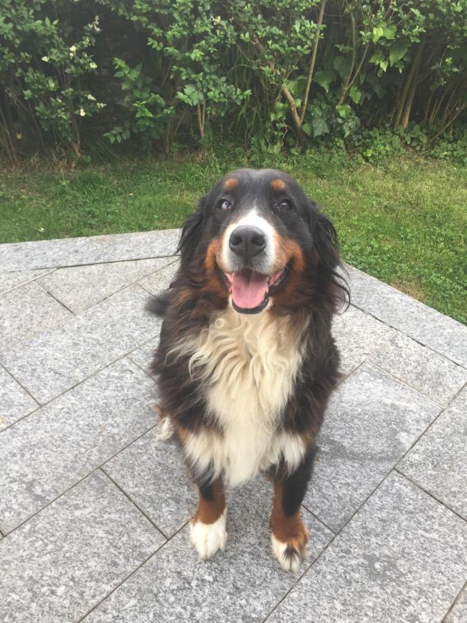 B&B Il Tempo Del Sogno Con Cani E Gatti Pet&Breakfast Baveno Luaran gambar