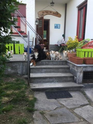 B&B Il Tempo Del Sogno Con Cani E Gatti Pet&Breakfast Baveno Luaran gambar